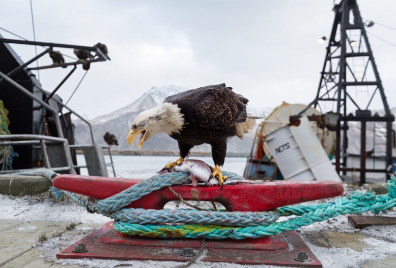 Fight or Flight. Photograph by Corey Arnold